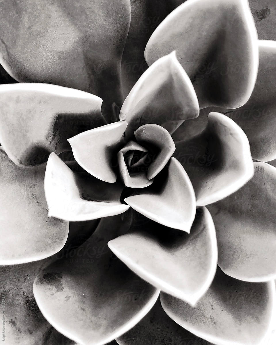 Black And White Closeup Of A Succulent" by Stocksy Contributor "Leigh Love"  - Stocksy