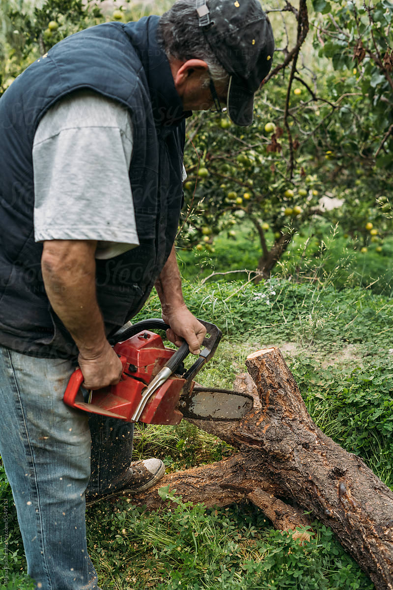 Focused mature man cutting tree trunk with chainsaw