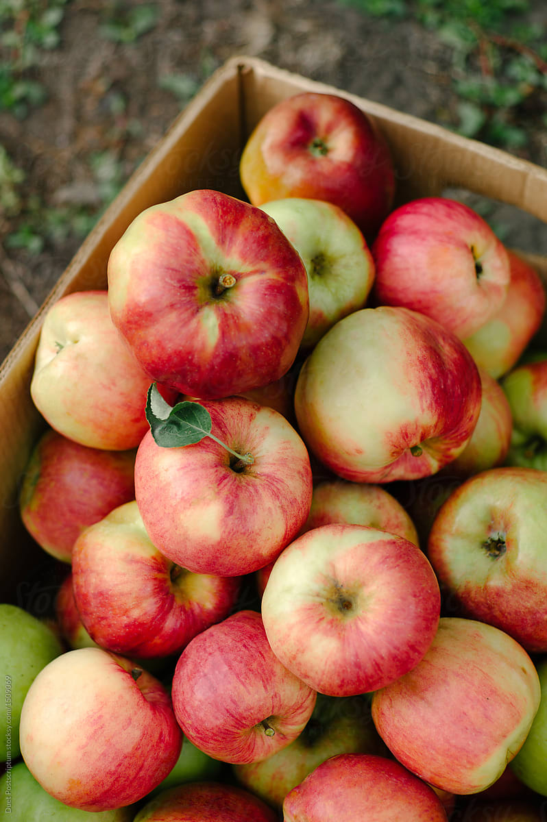 Box filled with apples