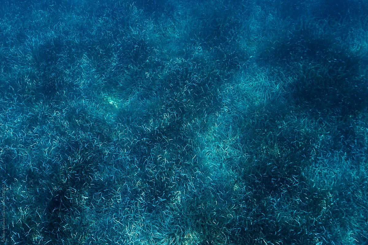 Mediterranean Sea Underwater by Stocksy Contributor Jovana