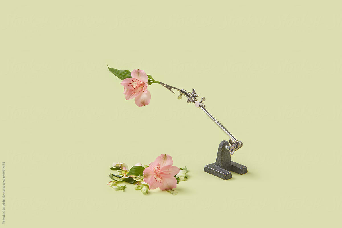 Metal clip holding blossom of spring alstroemeria