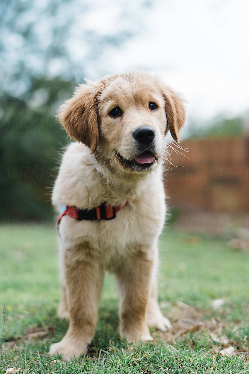 golden retriever puppy standing in yard