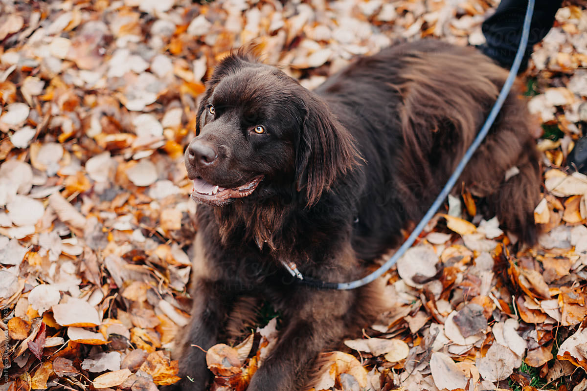 Happy Newfoundland Lying in Pile of Fall Leaves