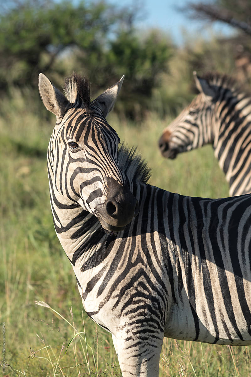 on safari in south africa, wild zebra