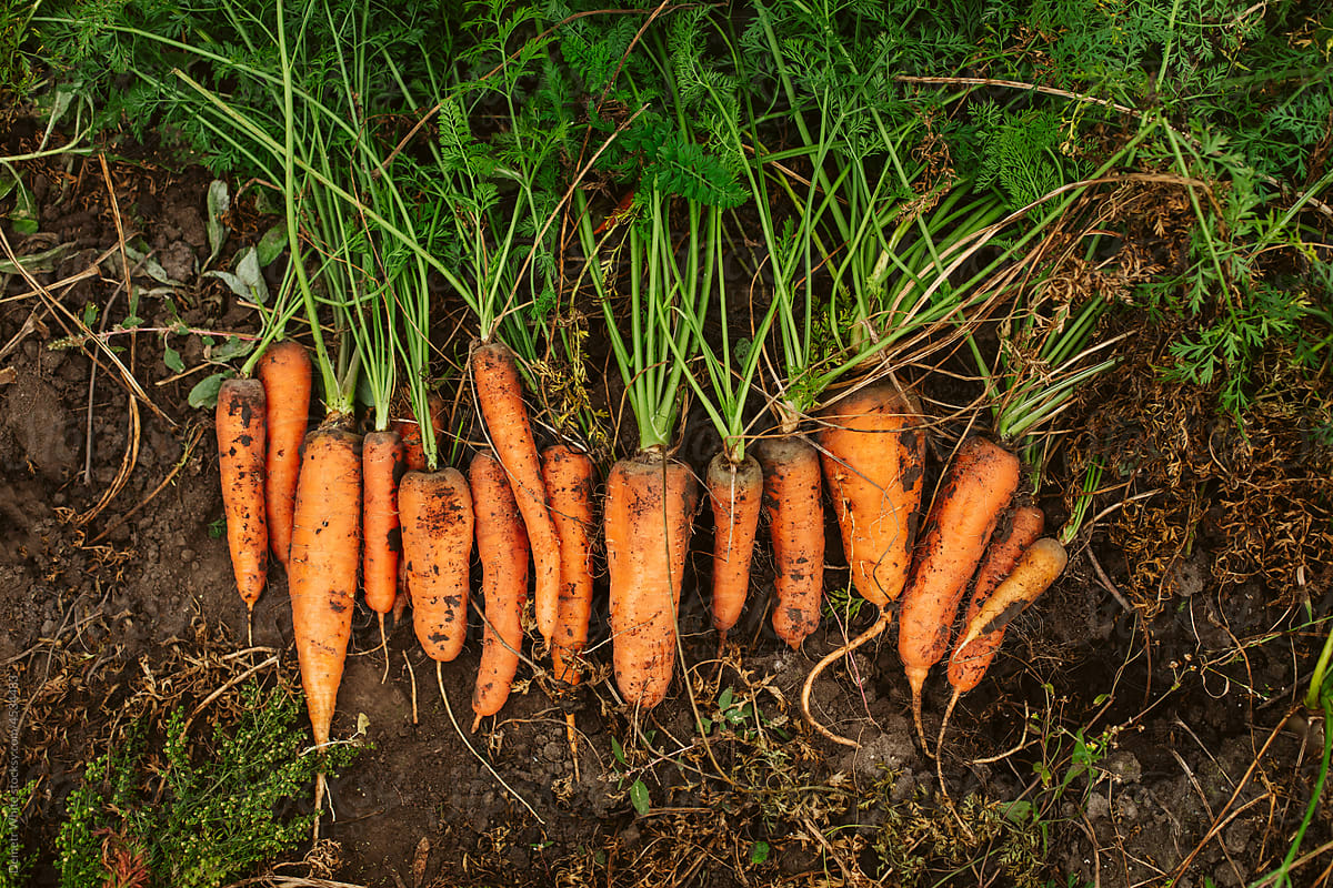 Bunch of fresh carrots on groud