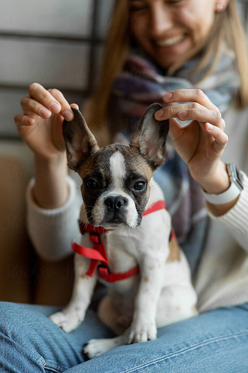 Cute Dog with big ears