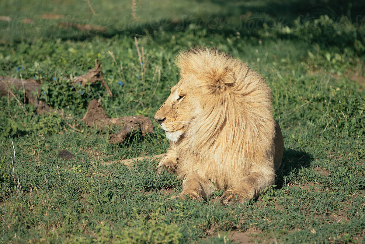 The King of Safari Taking Some Break