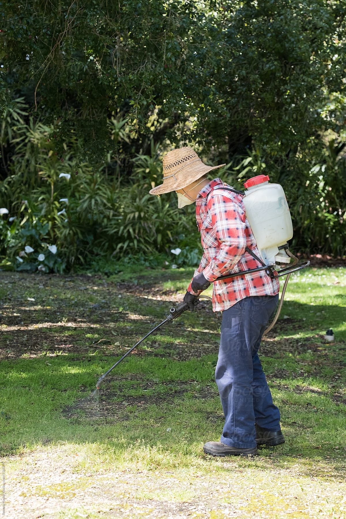 Gardener using pesticide on weeds in garden