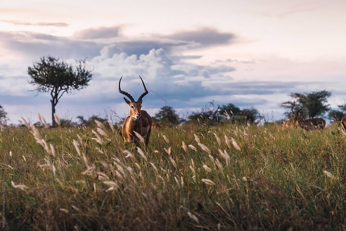 Male impala grazing.