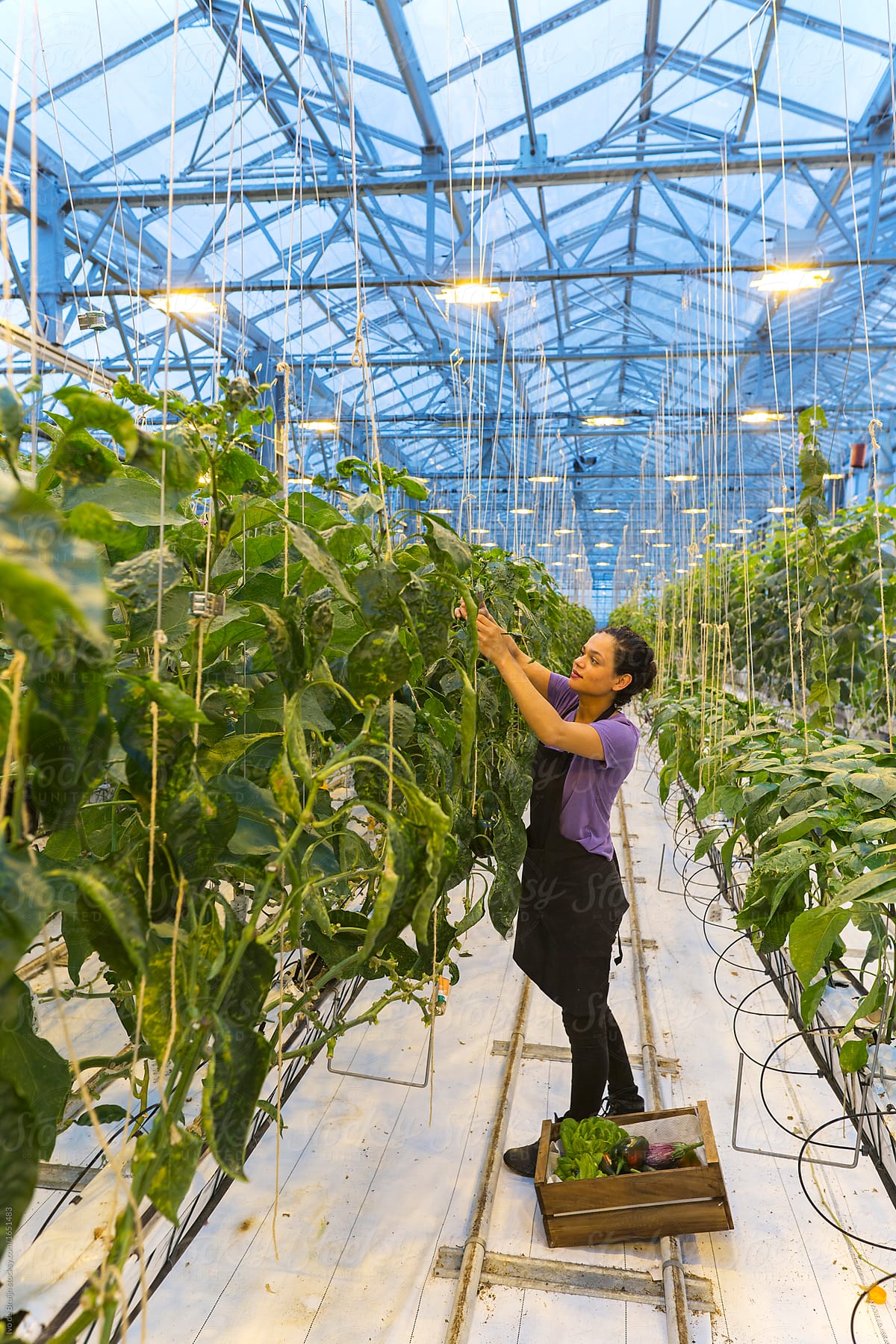 a female employee or workers picking vegetables in a modern greenhouse