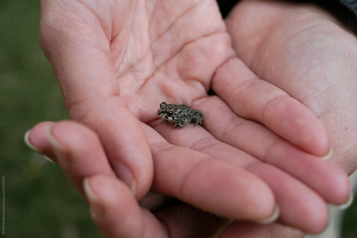 Tiny frog on the human palm
