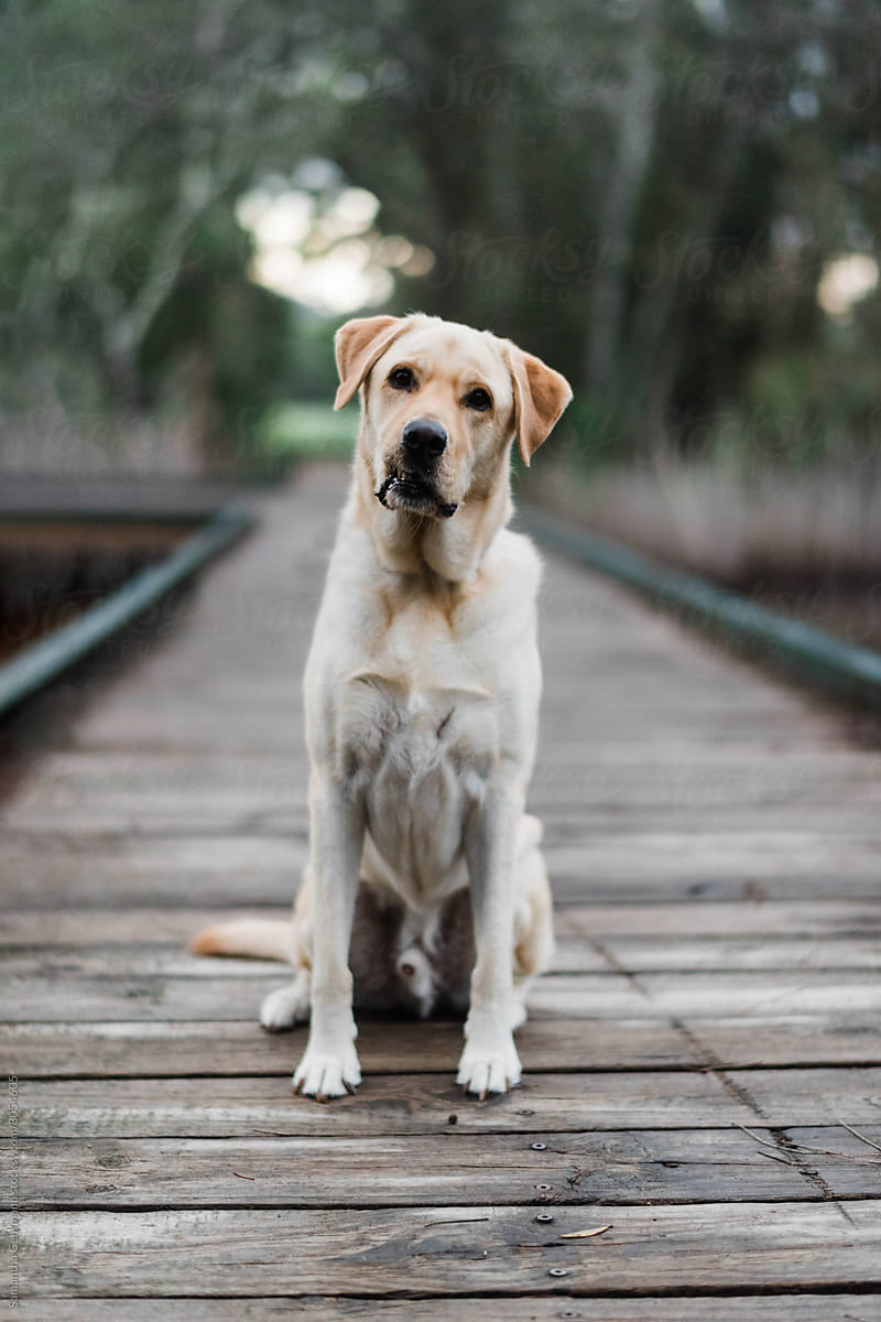 Labrador on a bridge