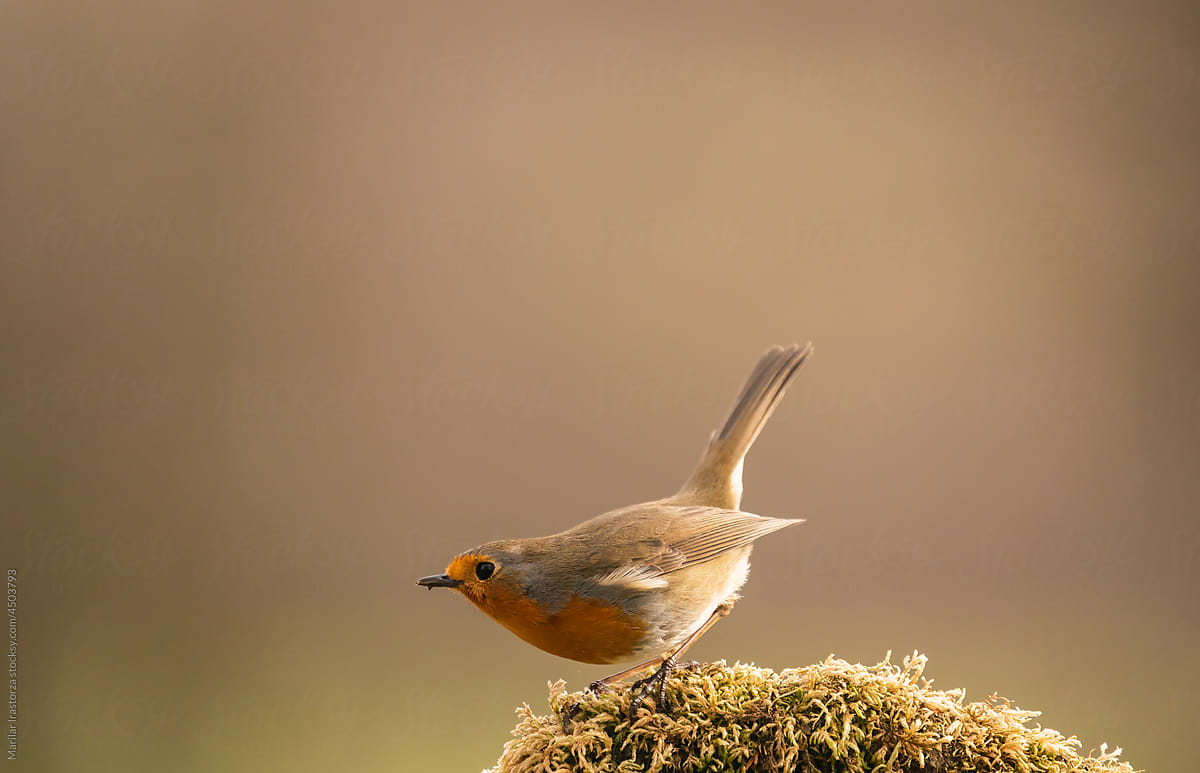 Robin About To Take Flight
