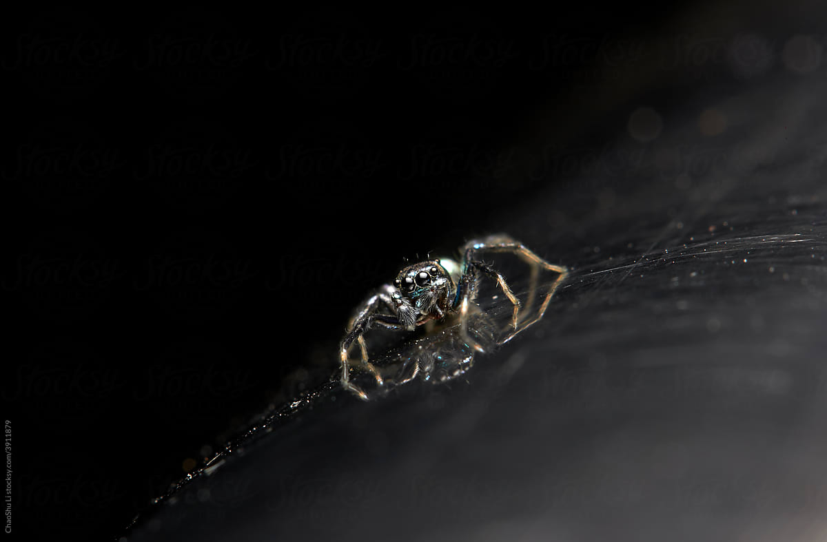 Closeup of  spider