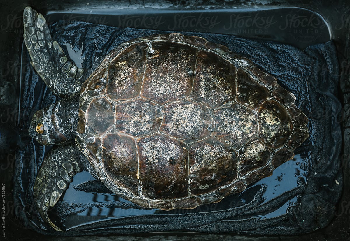 sea turtle in a black box from above
