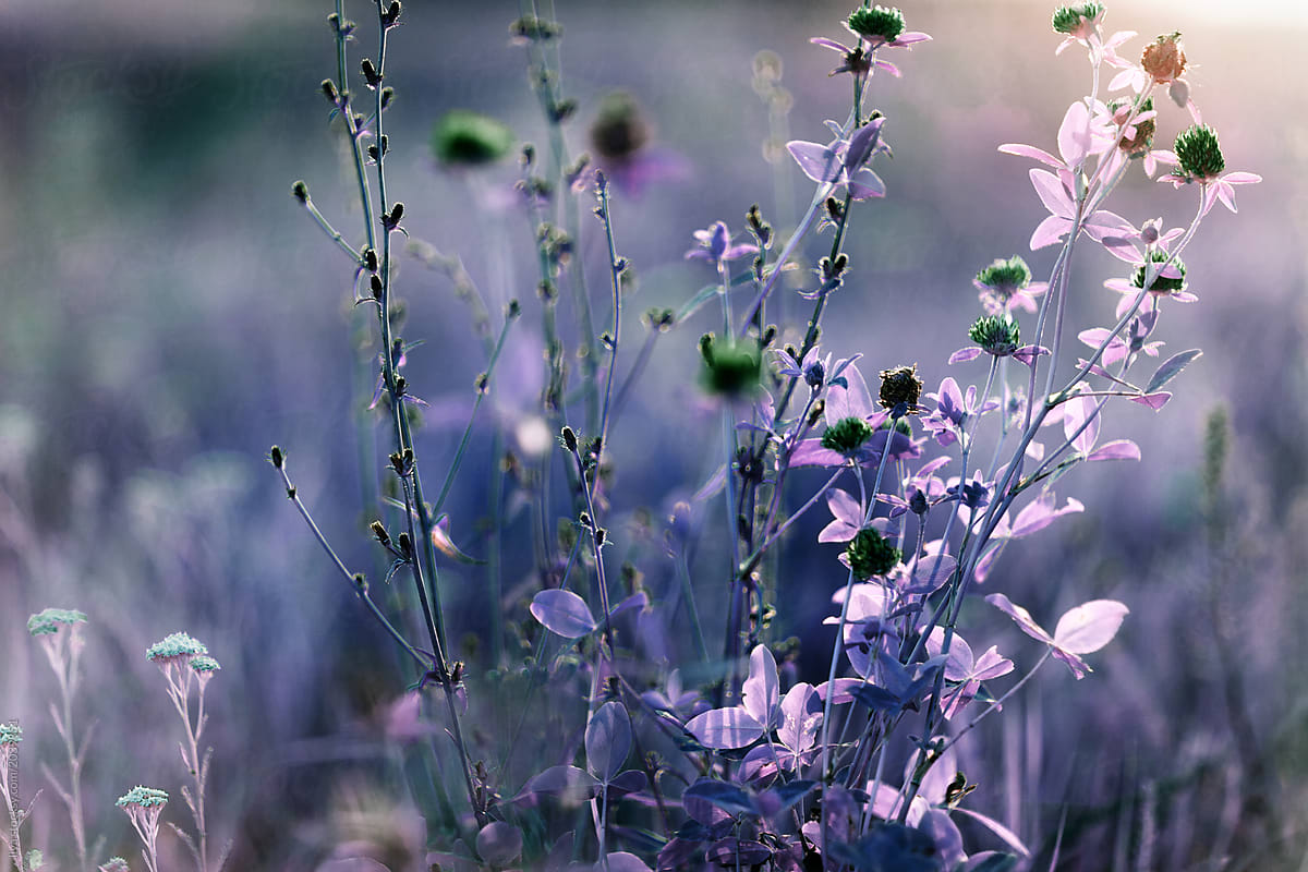 Infrared: Clover flower on summer meadow  nature sunset
