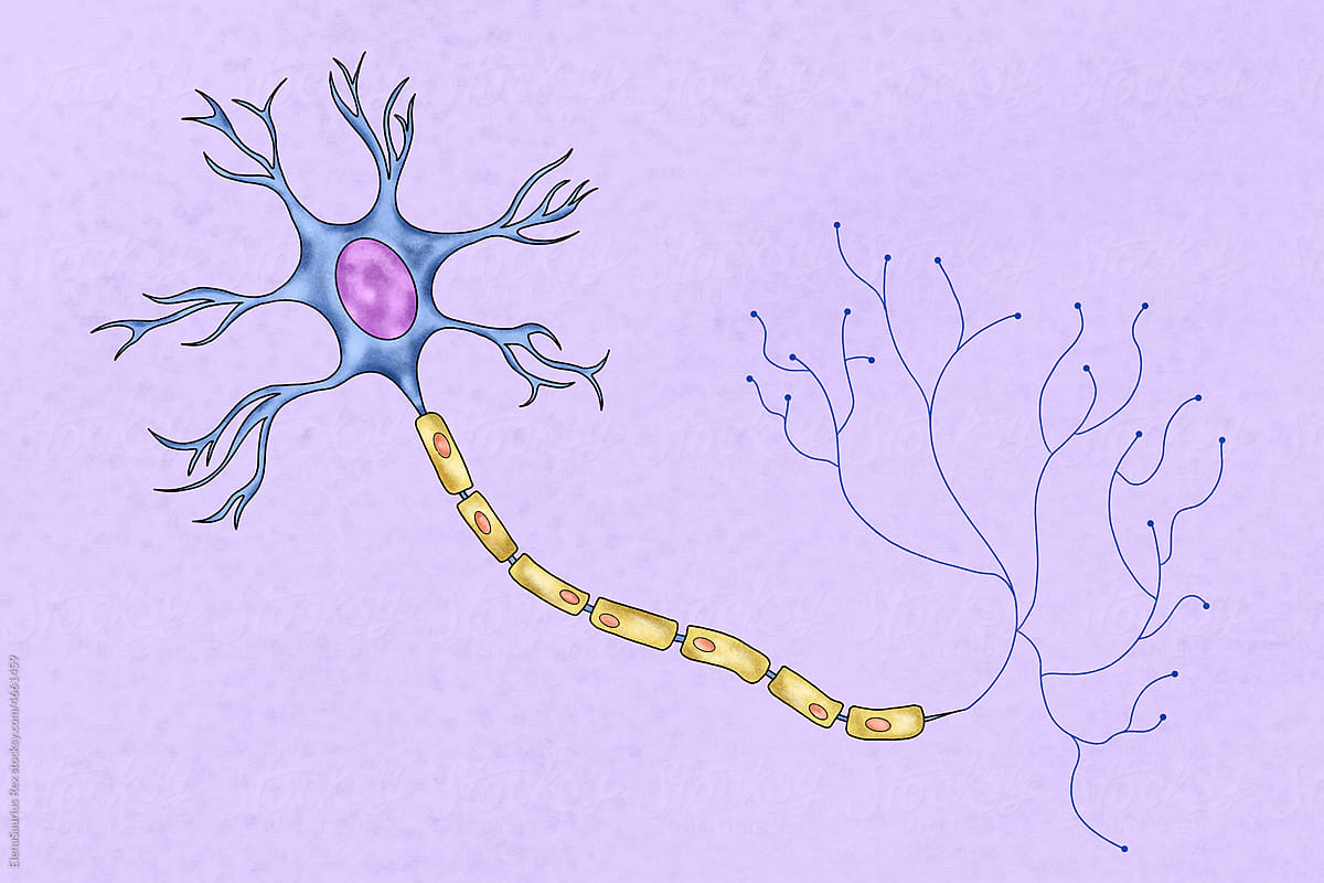 Human neuron illustration