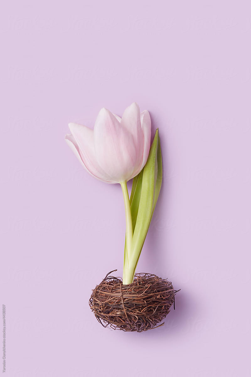 Bird nest with one spring tulip over violet background