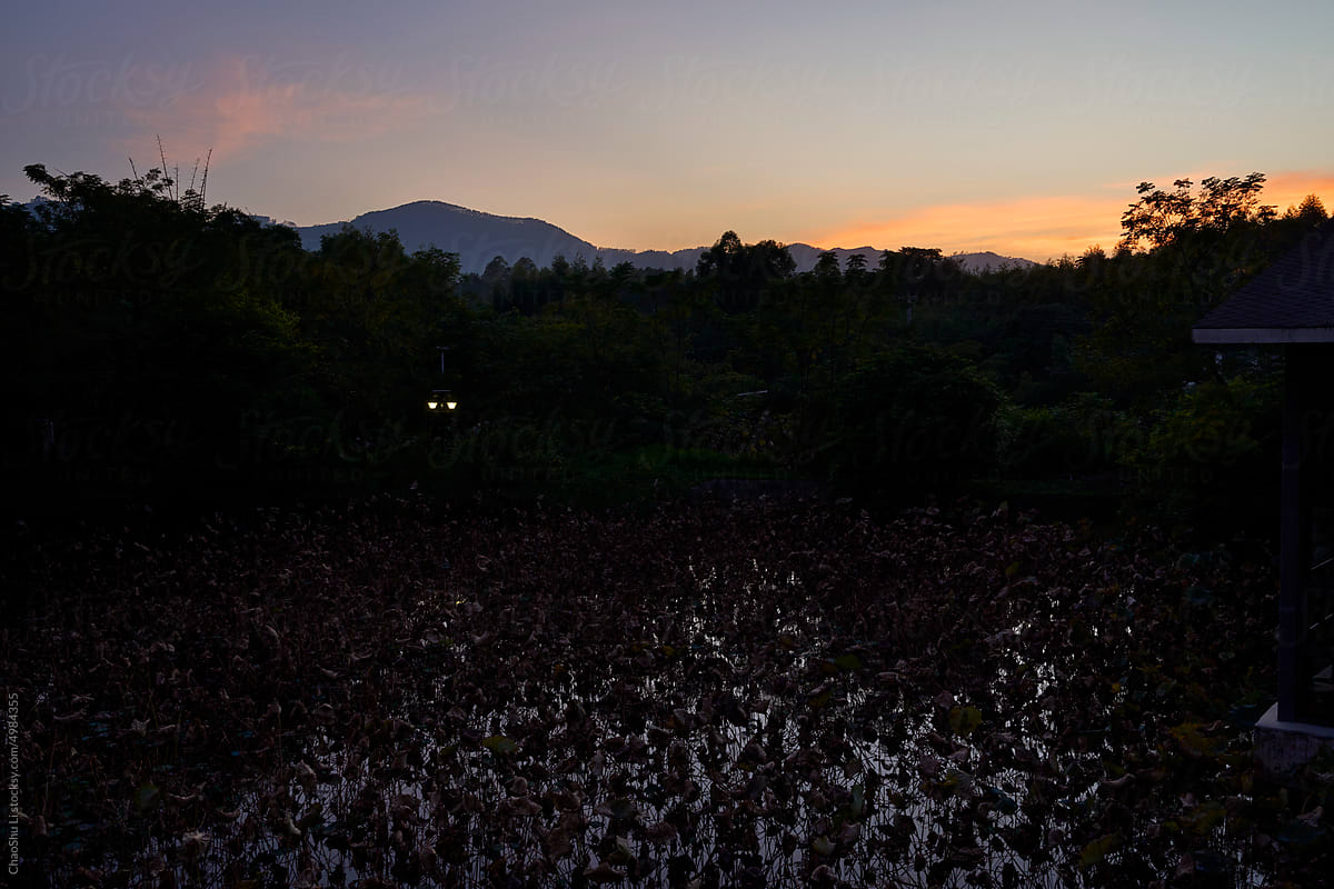 Withered lotus pond at sunset in autumn evening