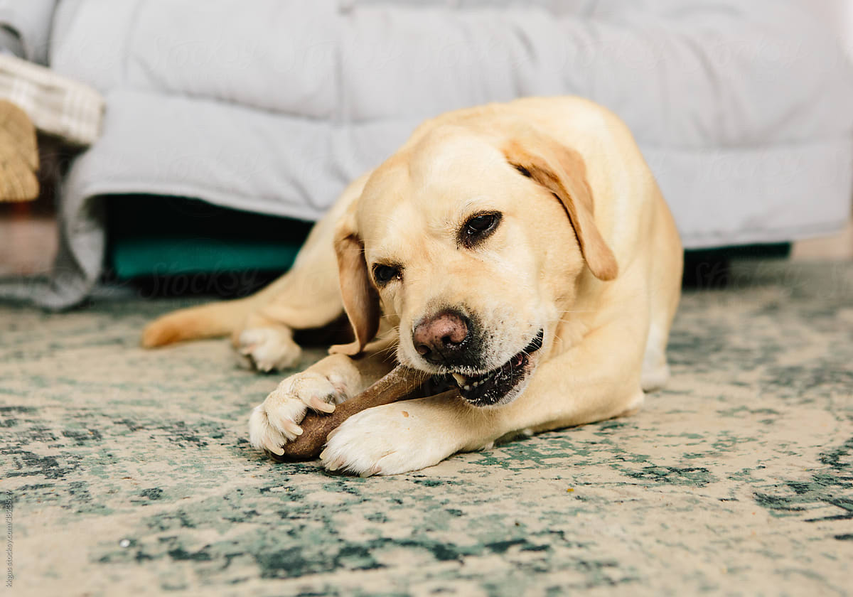 Labrador chewing a dental treat