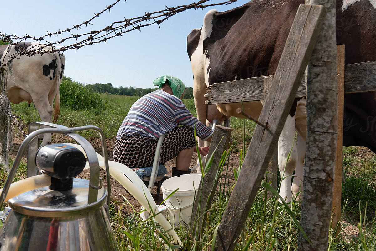 Woman Milk Cow Using Pump