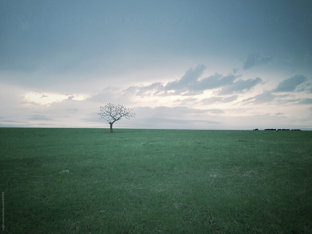 Lone Tree in a Green Oklahoma Pasture with Cows