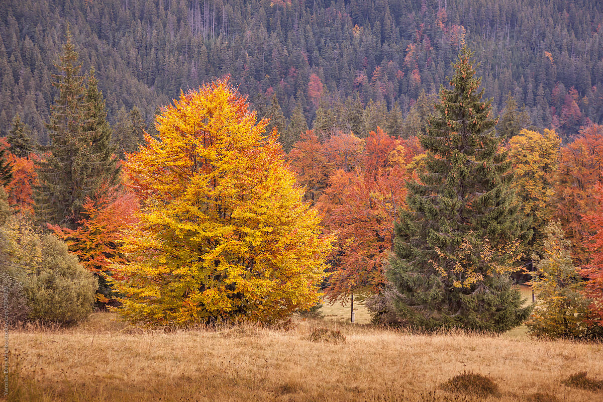 Multicolored autumn mountain scenery.