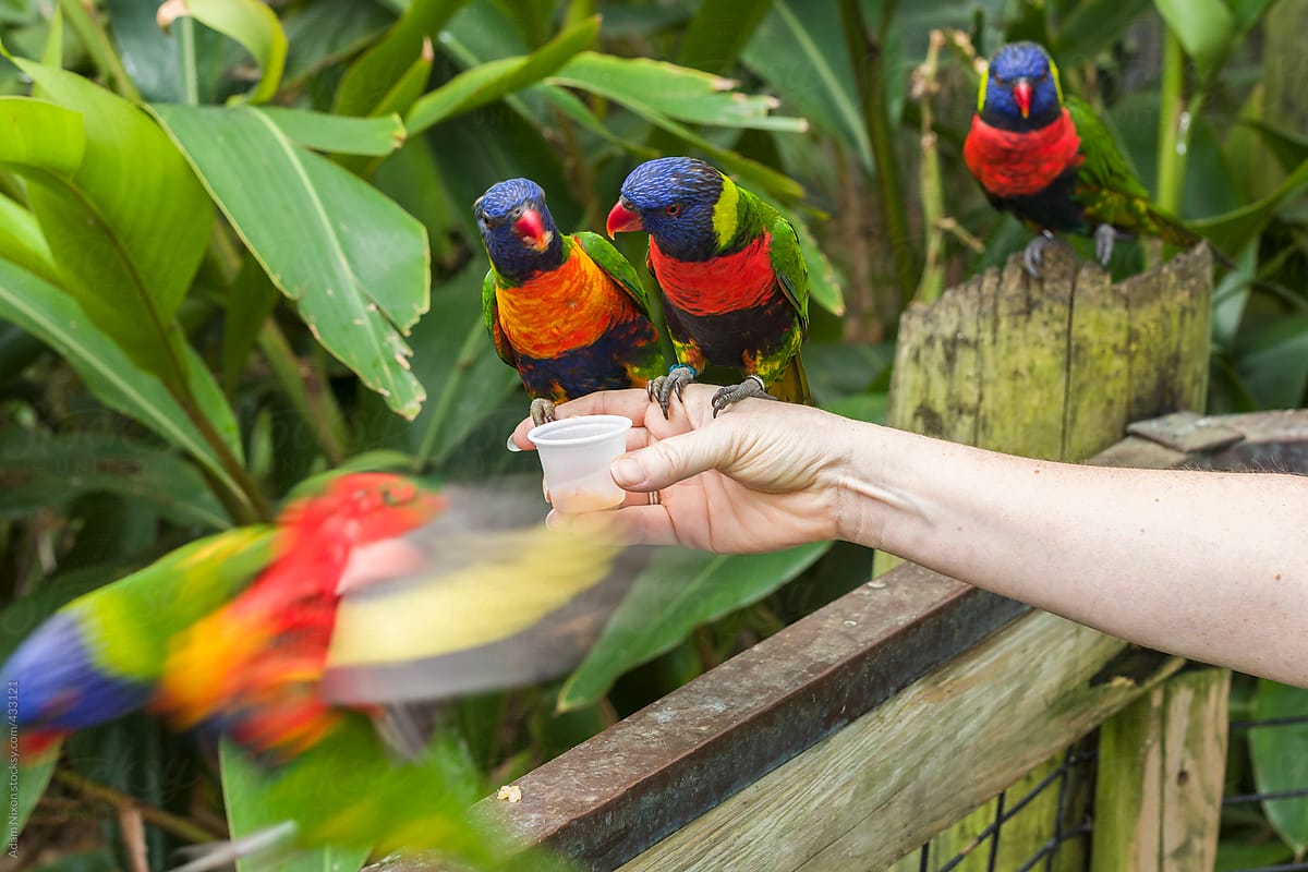 A women\'s hand feeding colorful birds