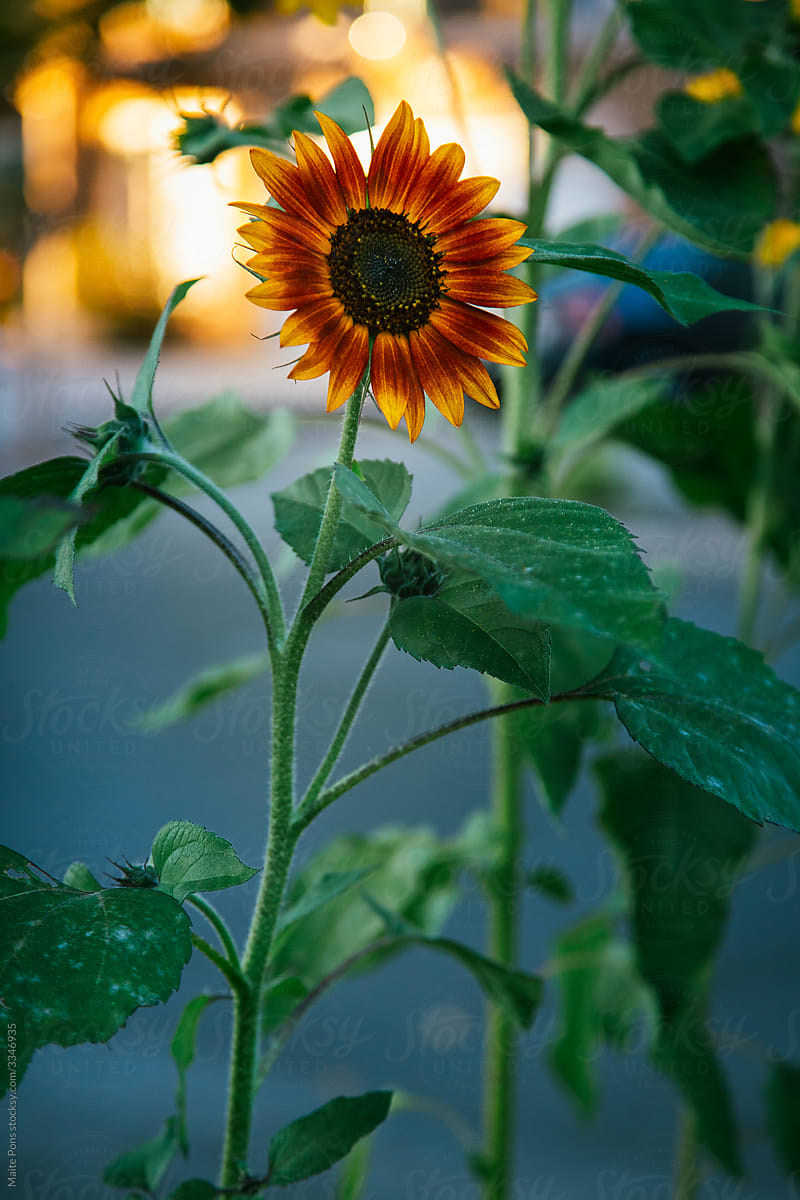 Tall Sunflower