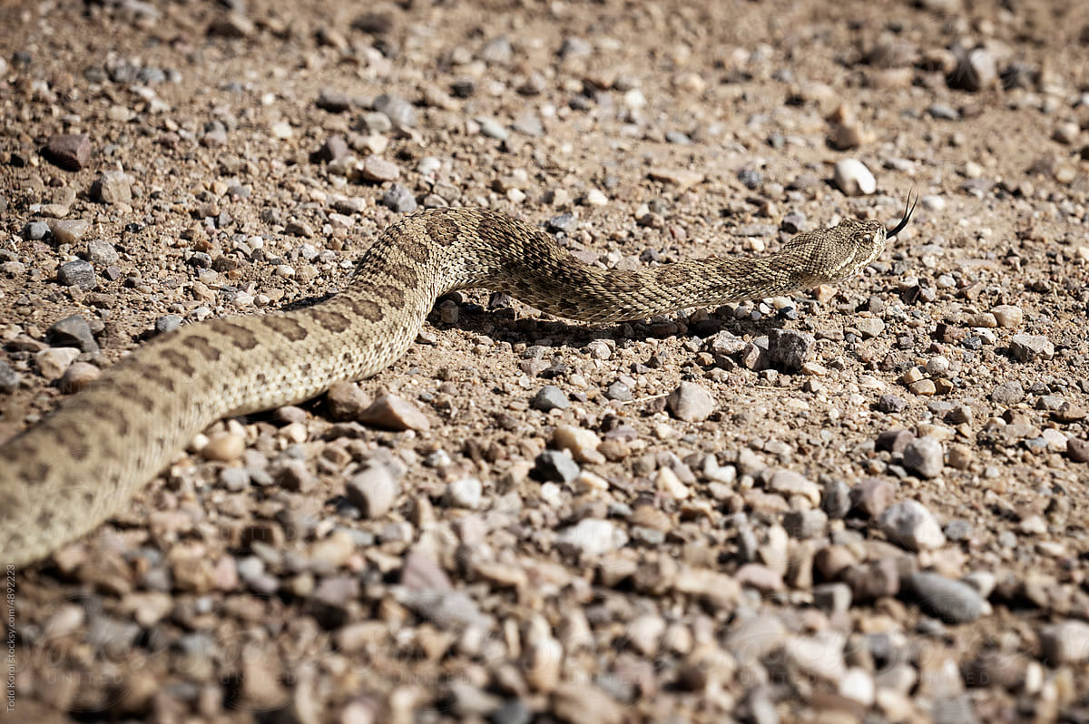 A prairie rattlesnake crosses a road.