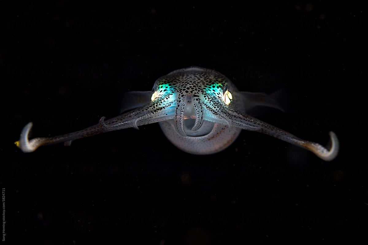 Floating squid in black water