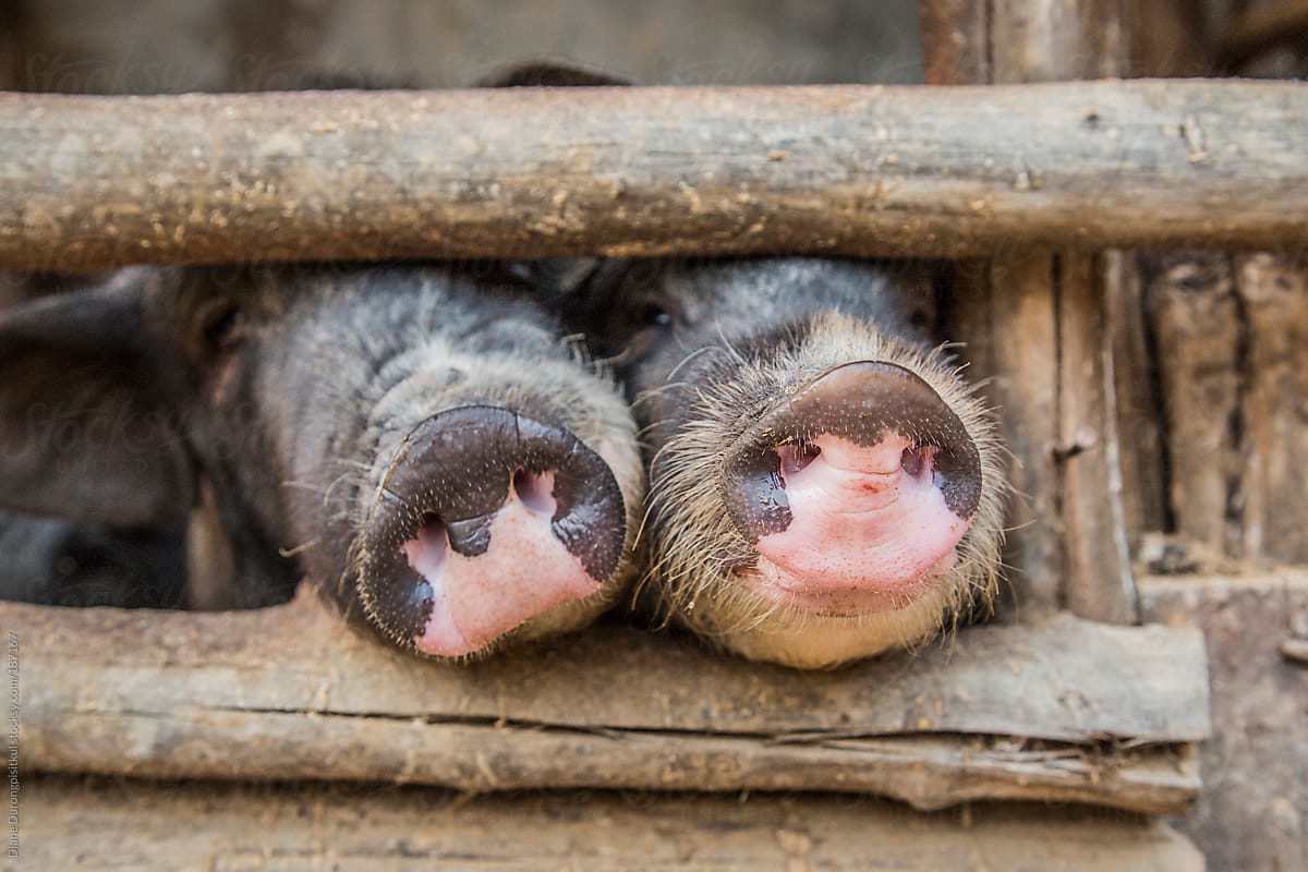  A Pig Knows By Stocksy Contributor Diane Durongpisitkul Stocksy