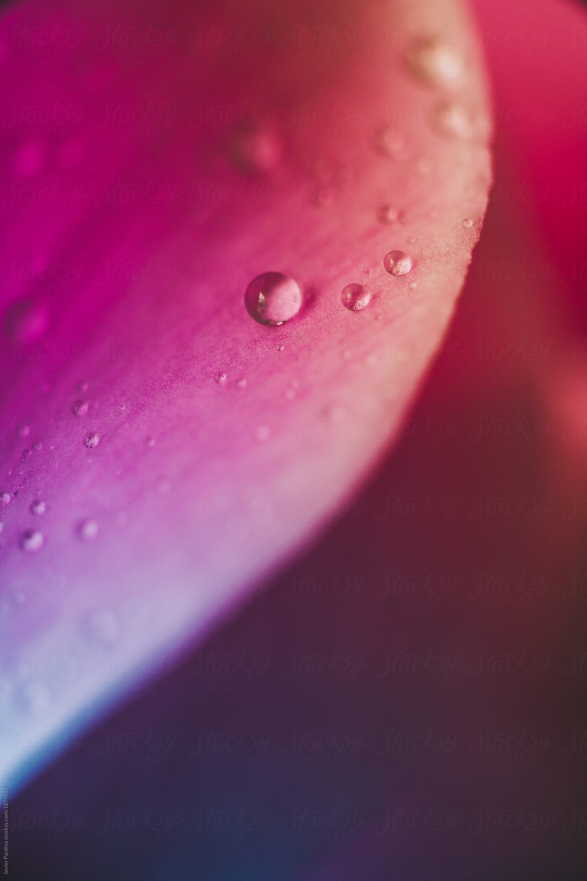 flower petals with water drops
