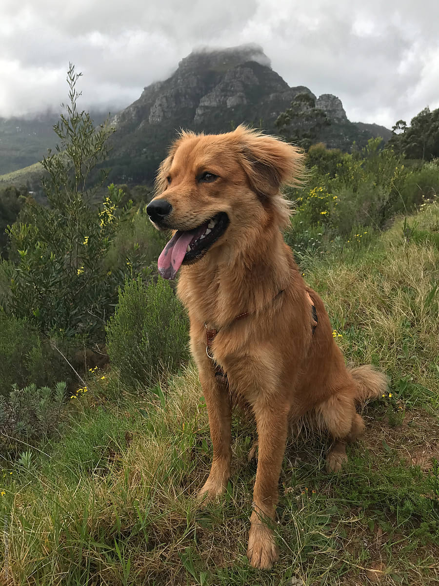 Happy dog on a mountain walk