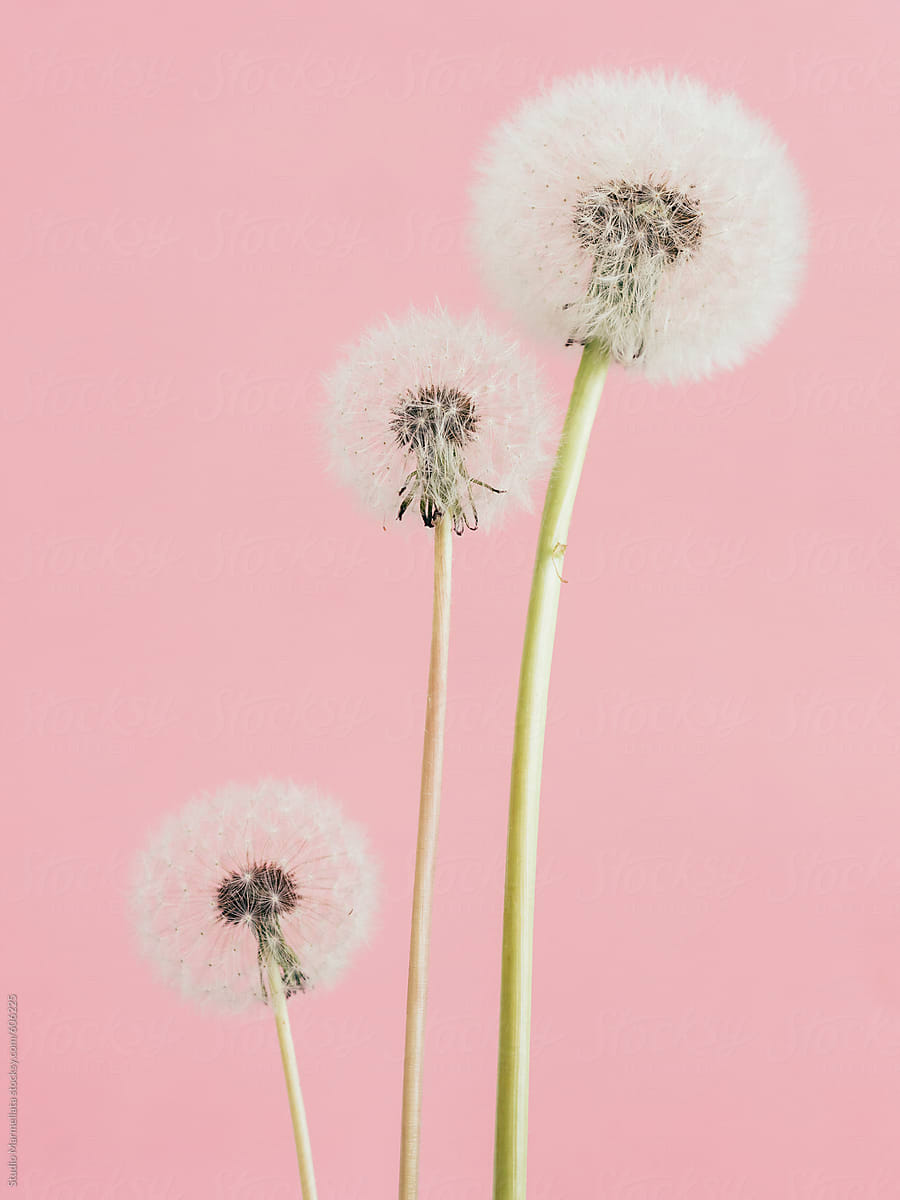 Dandelion flower on a pink background