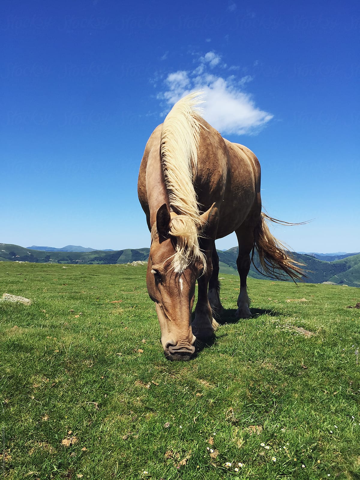 Horse on the Pyrenees