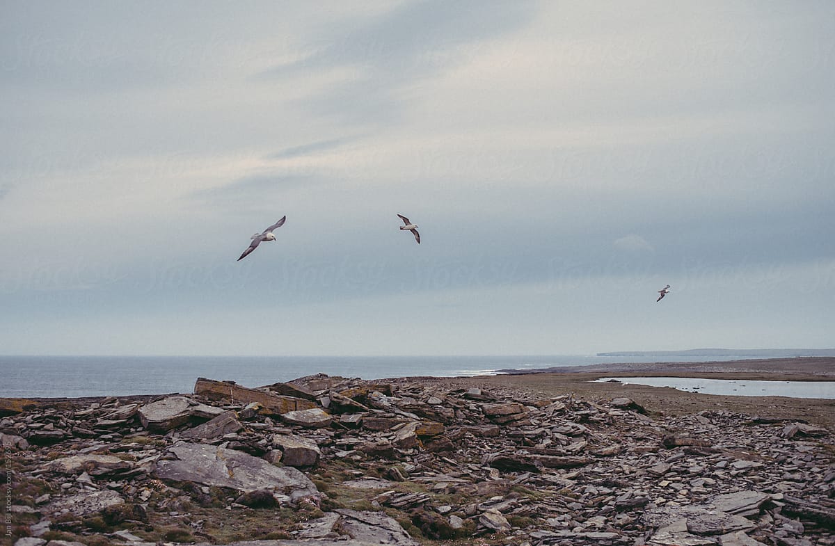 bird flying over ocean cliffs in scotland