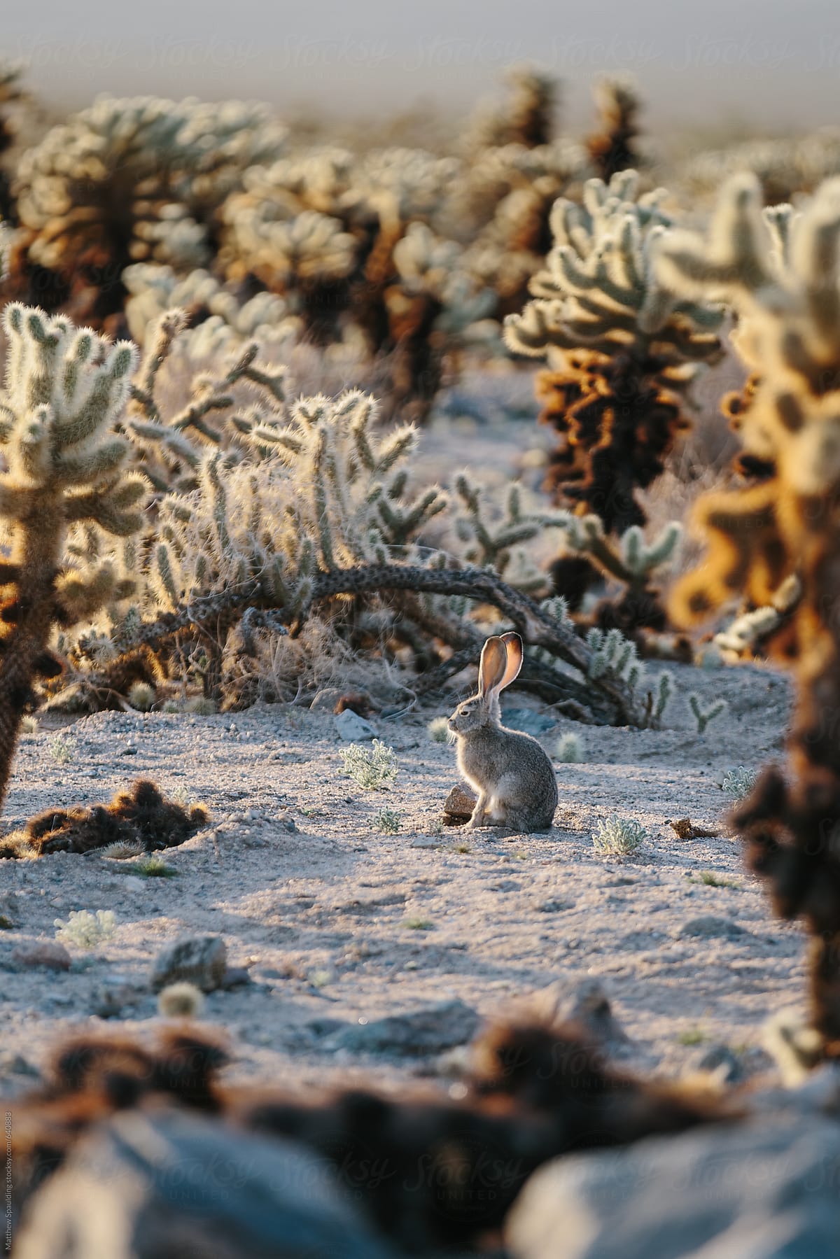 Desert rabbit among cactus with large ear adaptation for hot environment