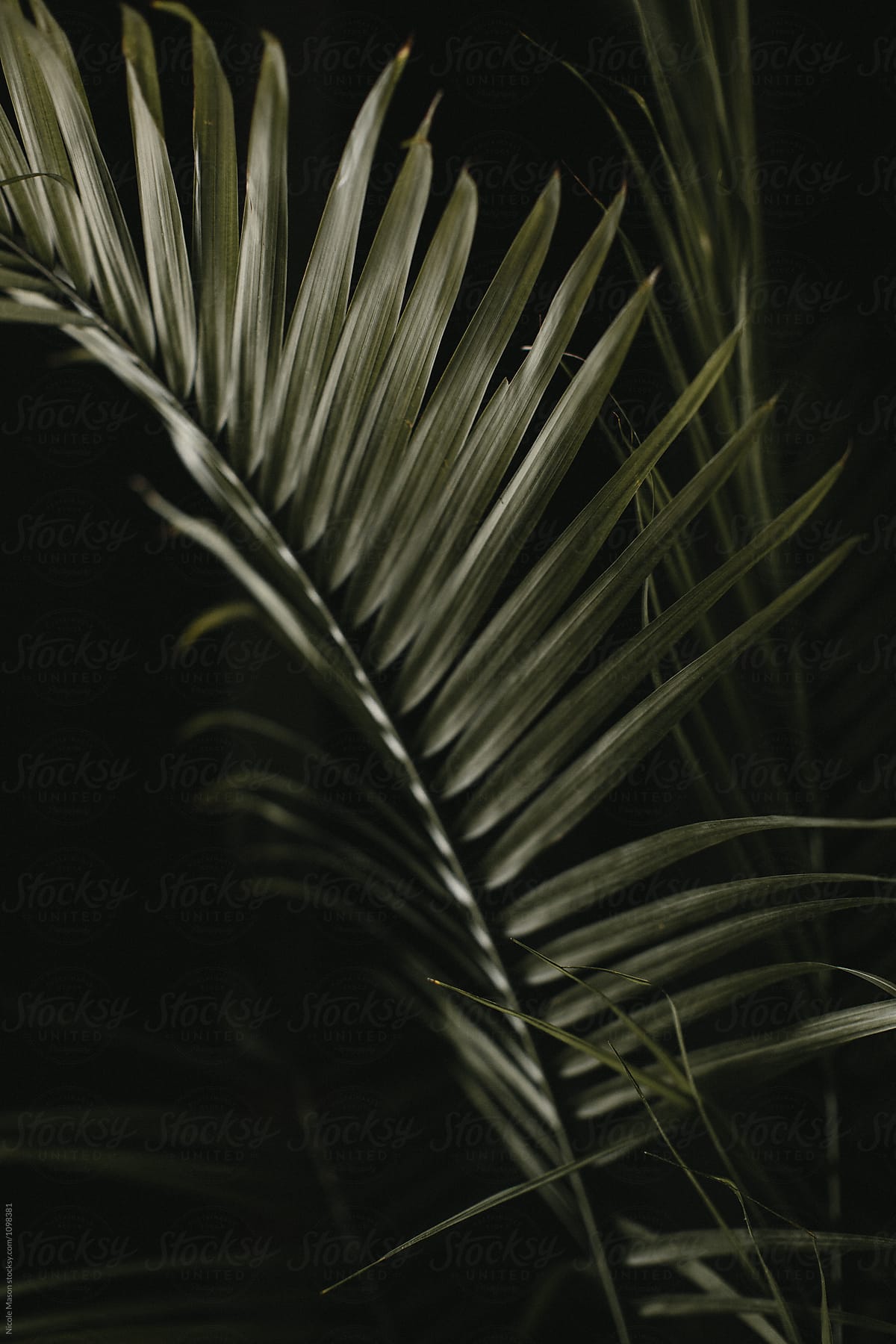 dark green palm plant on black background
