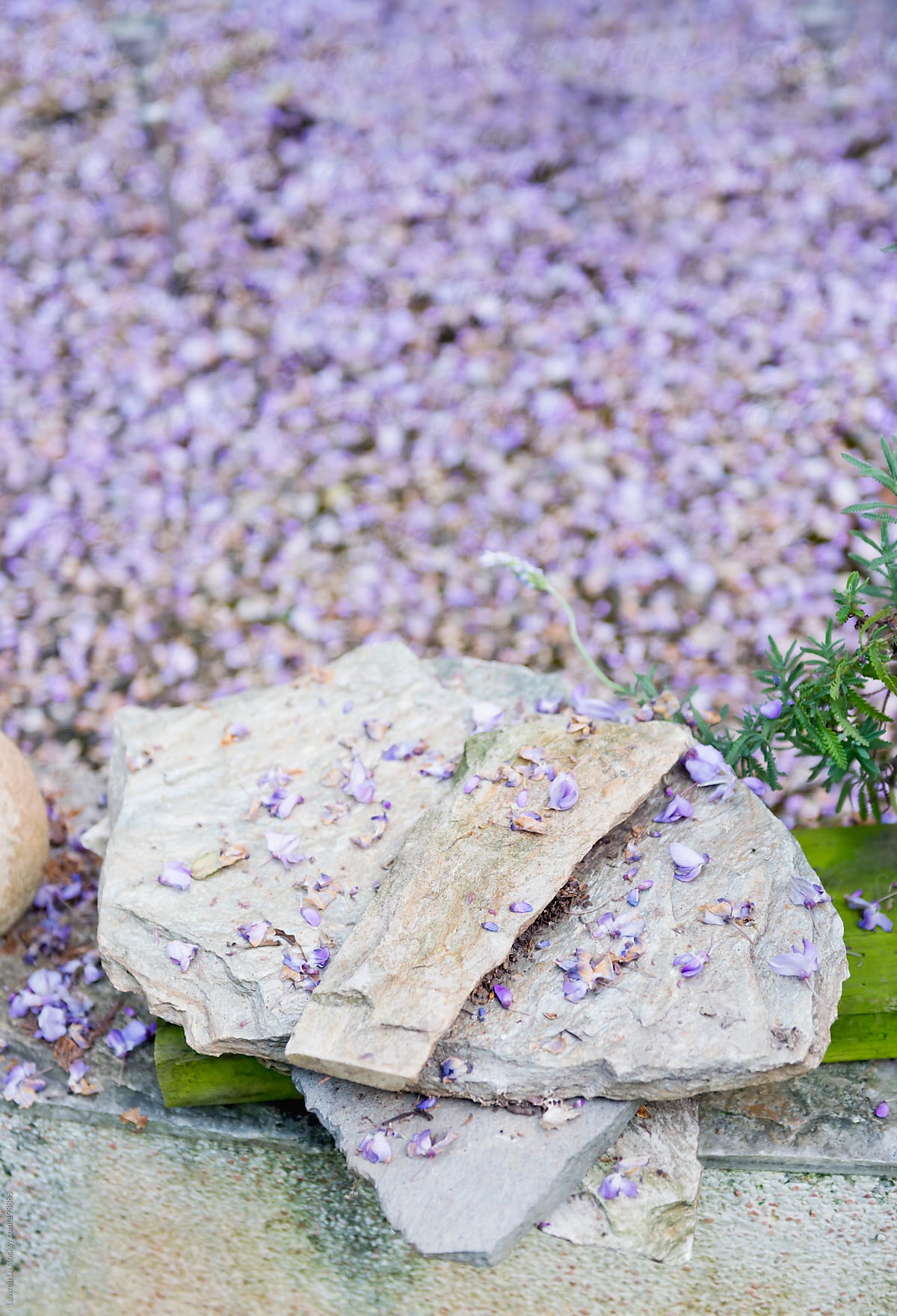 Rocks with purple petals
