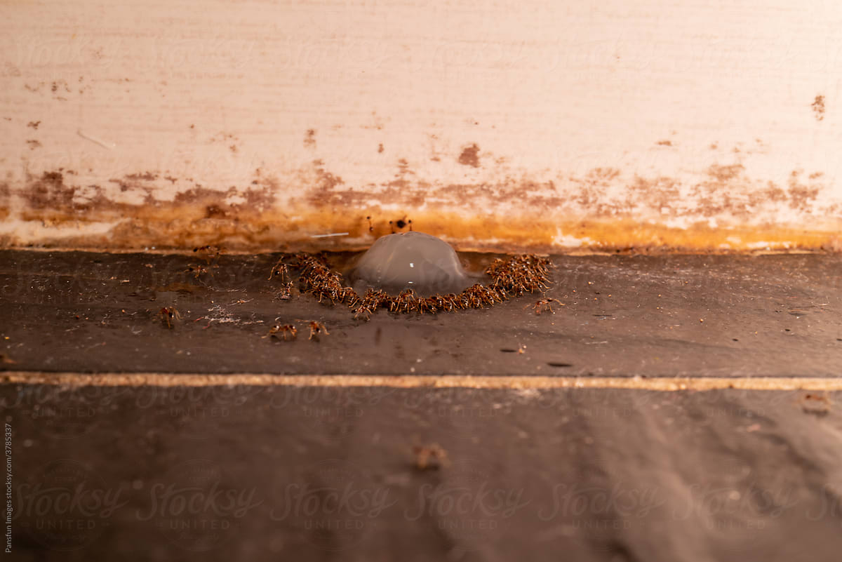 A group of ants form a circle