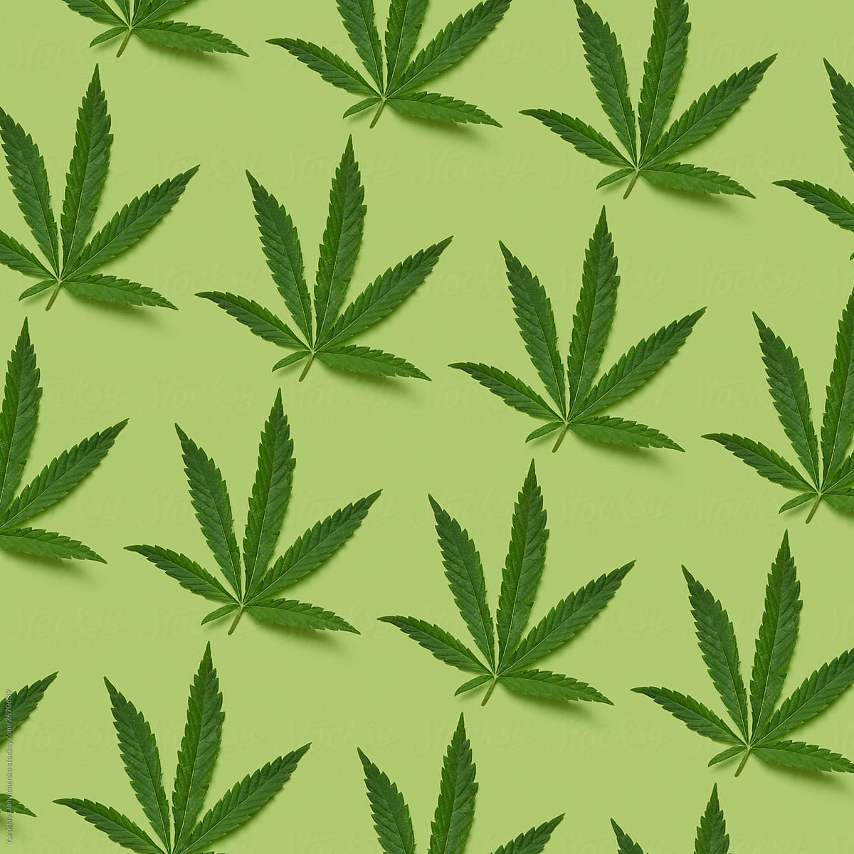 Pattern of fresh cannabis leaves