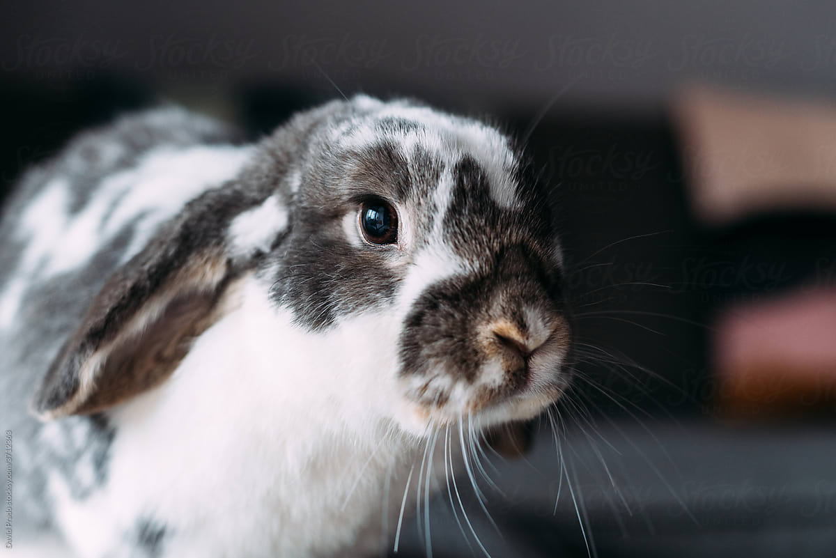 black and white spotted rabbit