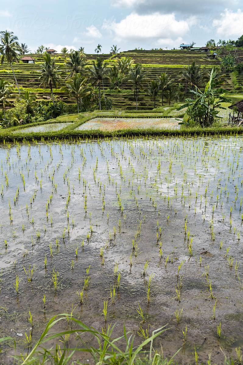 Newly planted rice shoots in a paddy