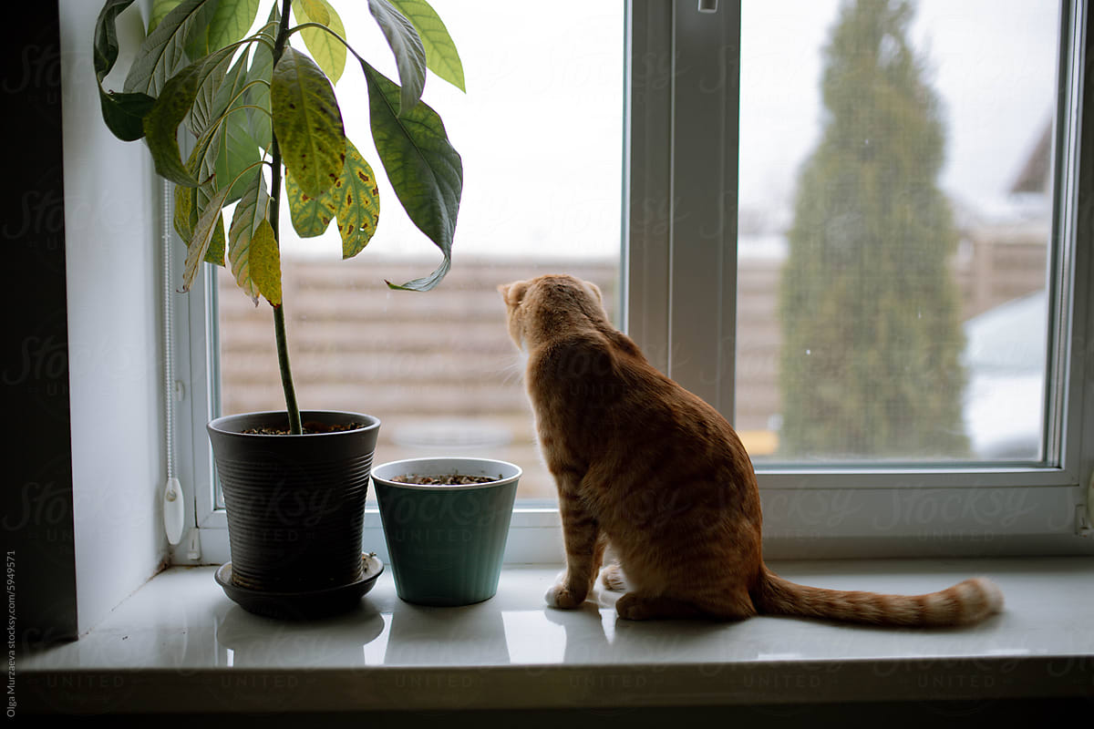 the cat sits on the windowsill and looks out the window