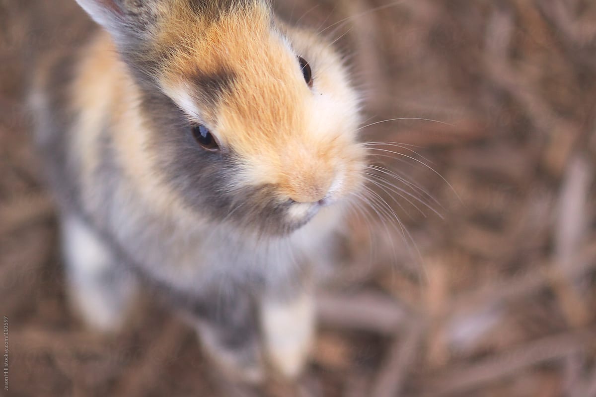 Close up of a rabbit