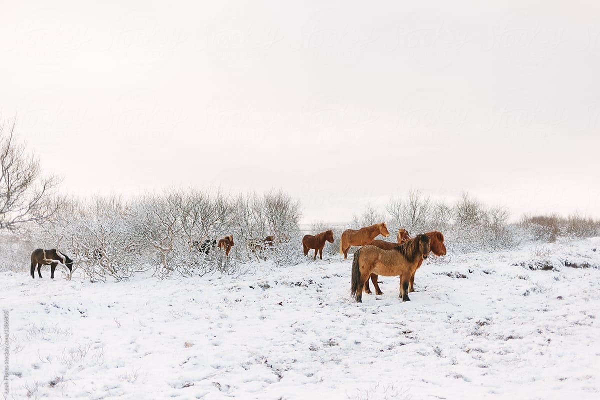 Icelandic Horses in Winter Snow