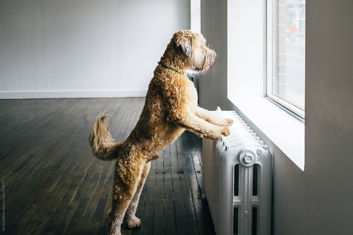 Wheaten terrier looking out the window