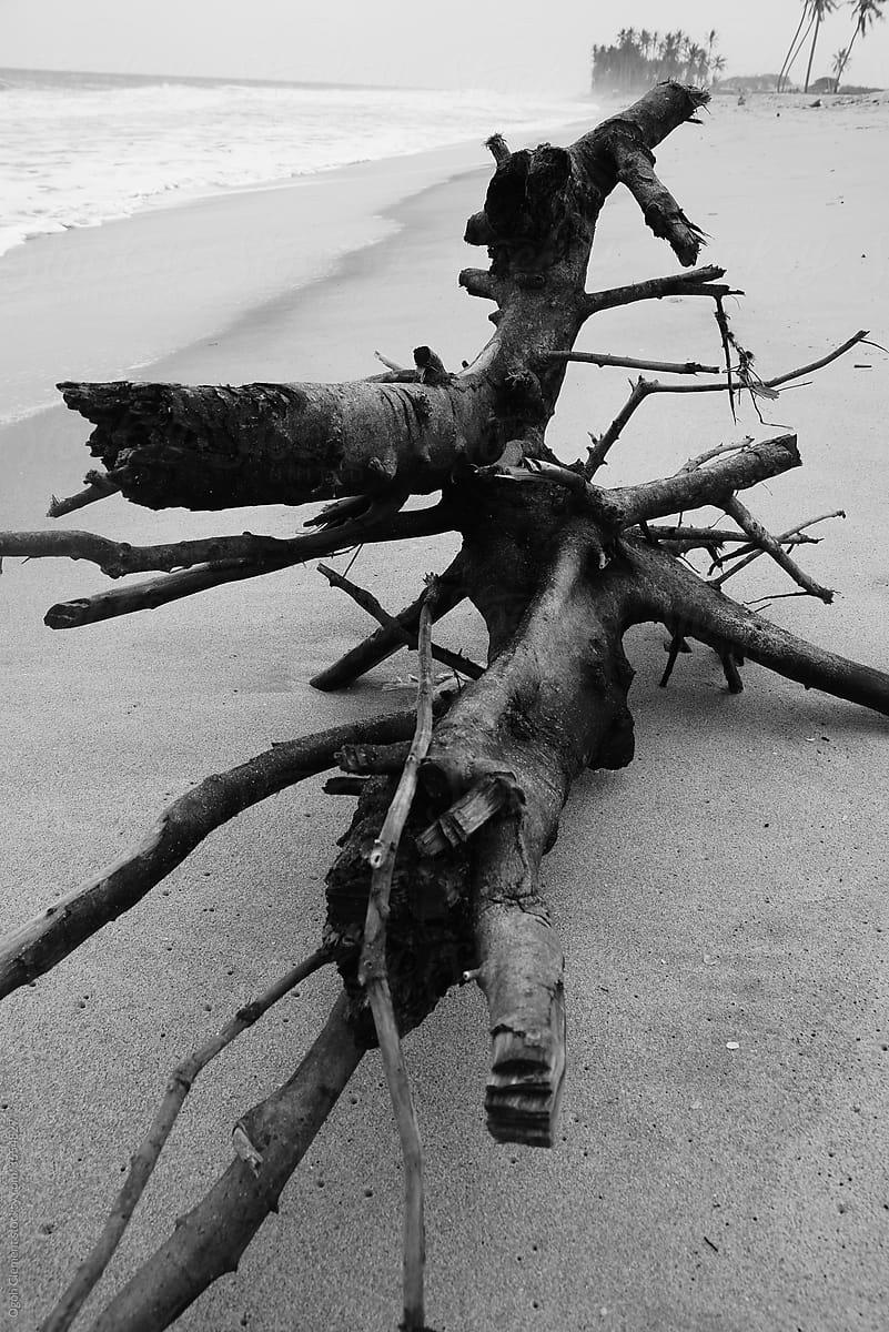 Dead tree on the seashore