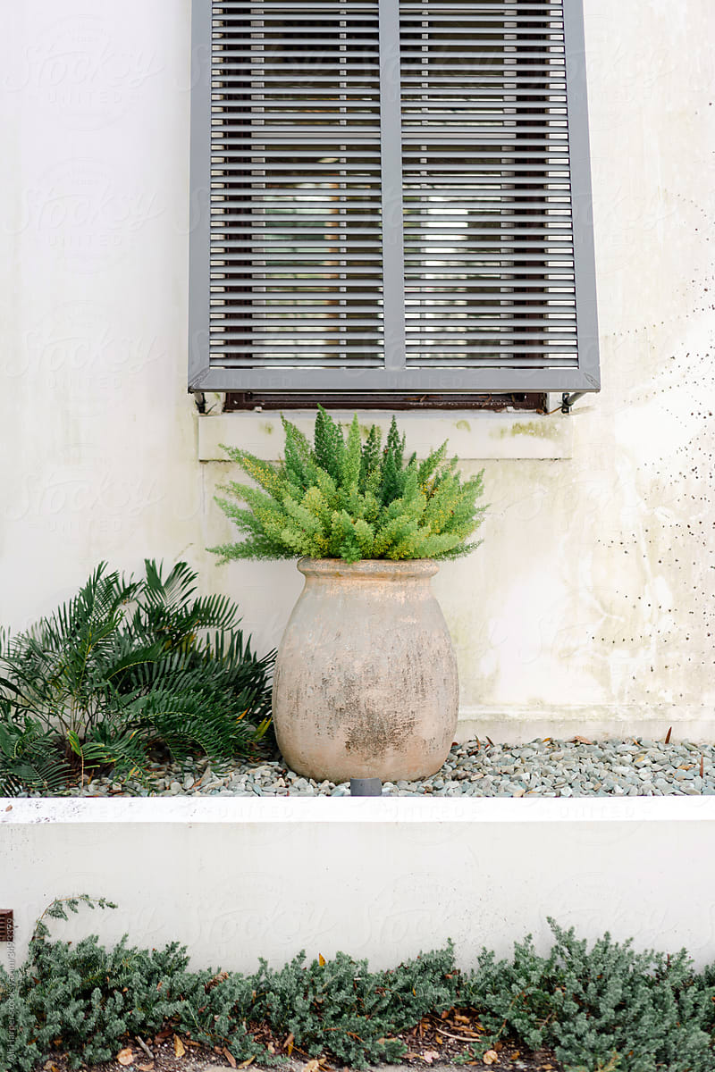 Potted plant and gray shutters
